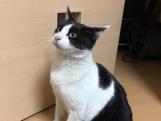 ナナちゃん ナナちゃん