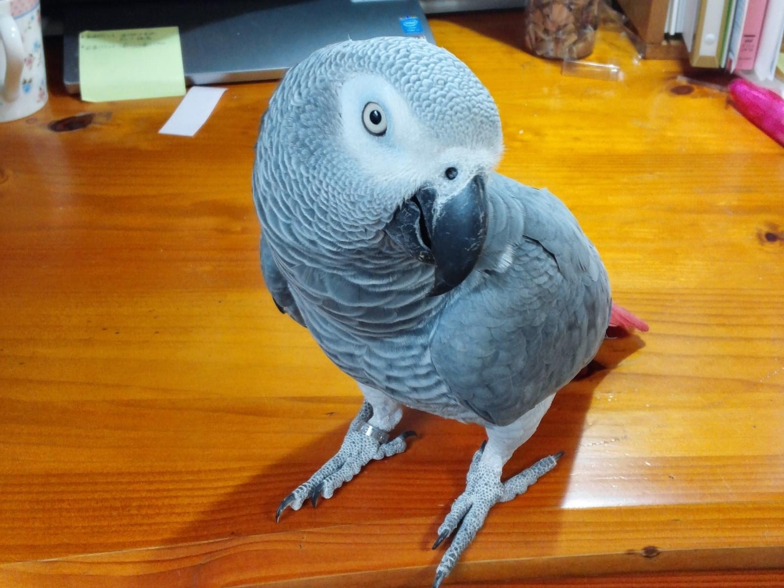 トムちゃん トムちゃん