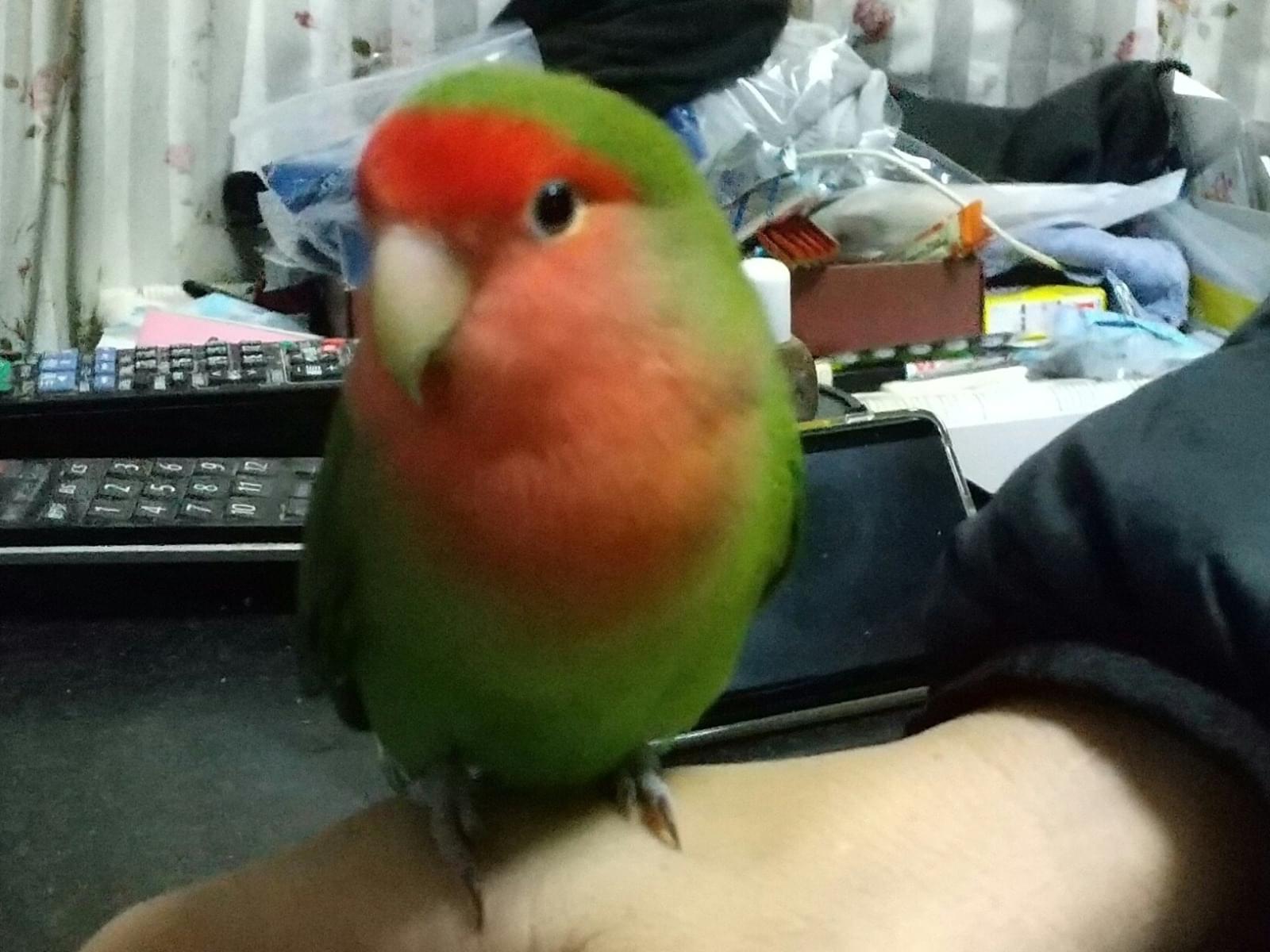 ぽっぽちゃん ぽっぽちゃん