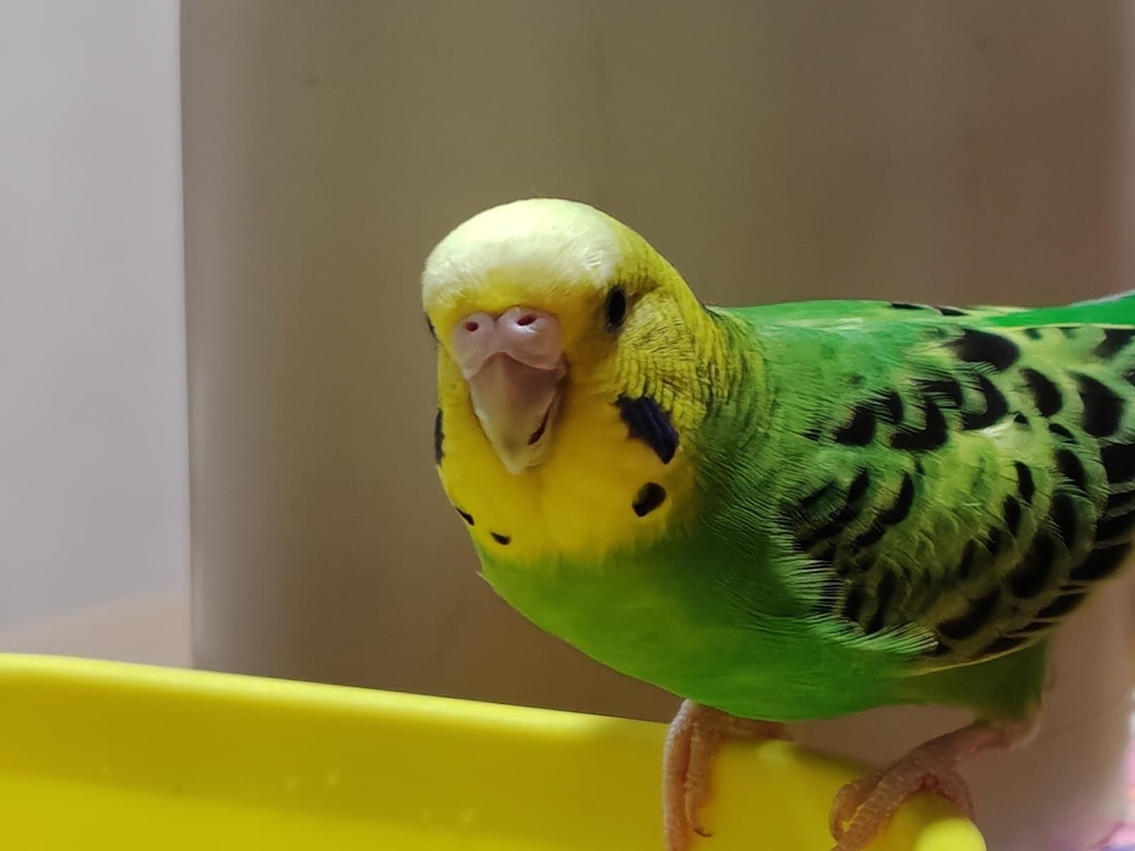 ぴよちゃん ぴよちゃん