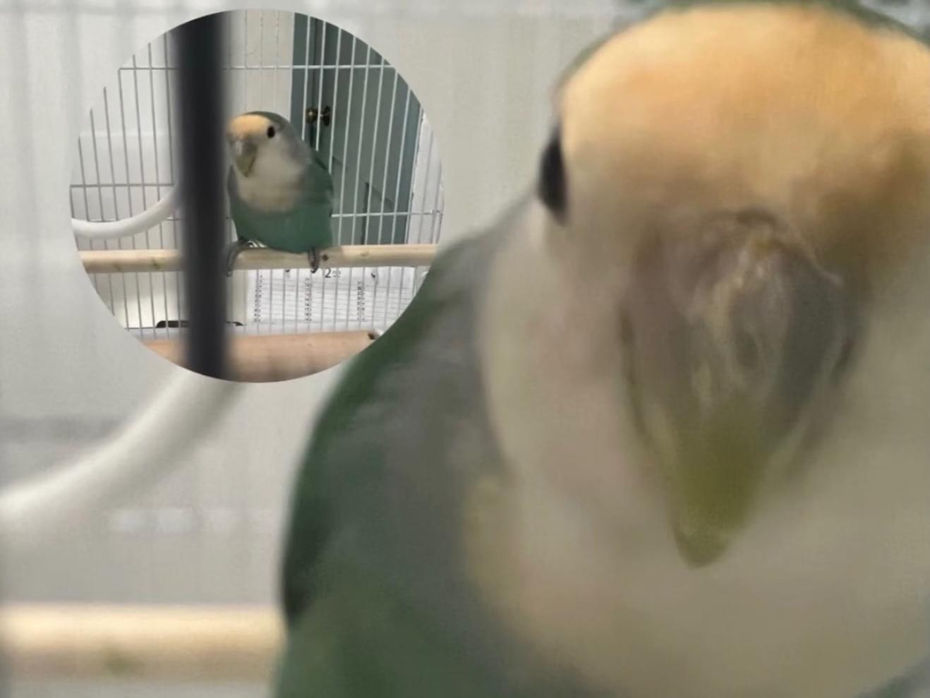 保護された鳥 保護された鳥