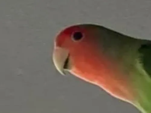 コザクラインコ ノーマル色 探しています