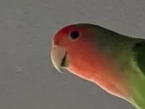 ももちゃん ももちゃん