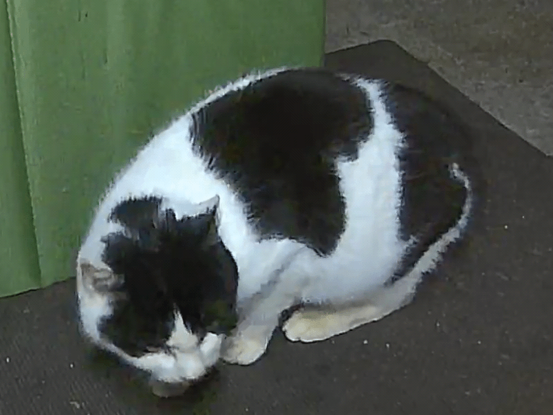 目撃された猫 目撃された猫