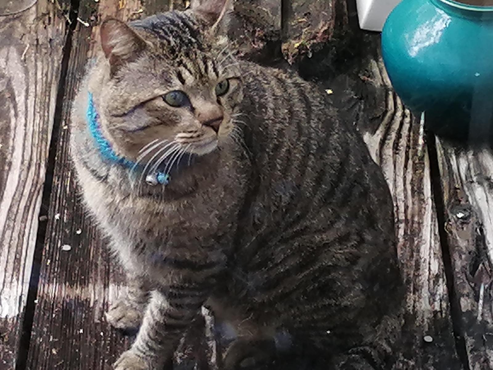 目撃された猫 目撃された猫