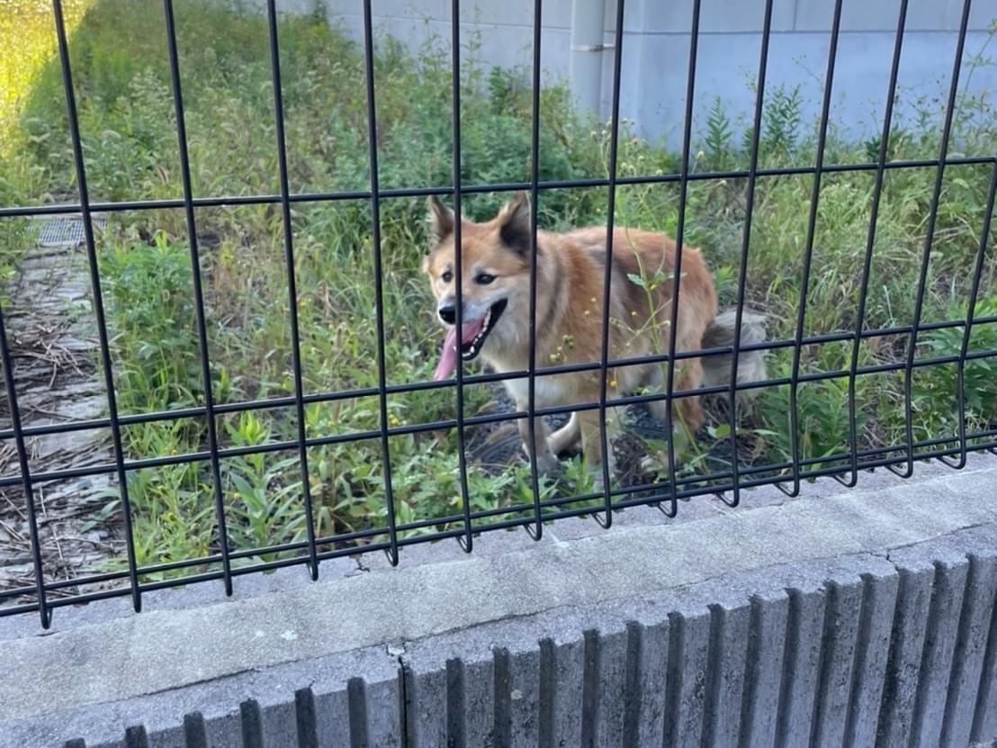 目撃された犬 目撃された犬