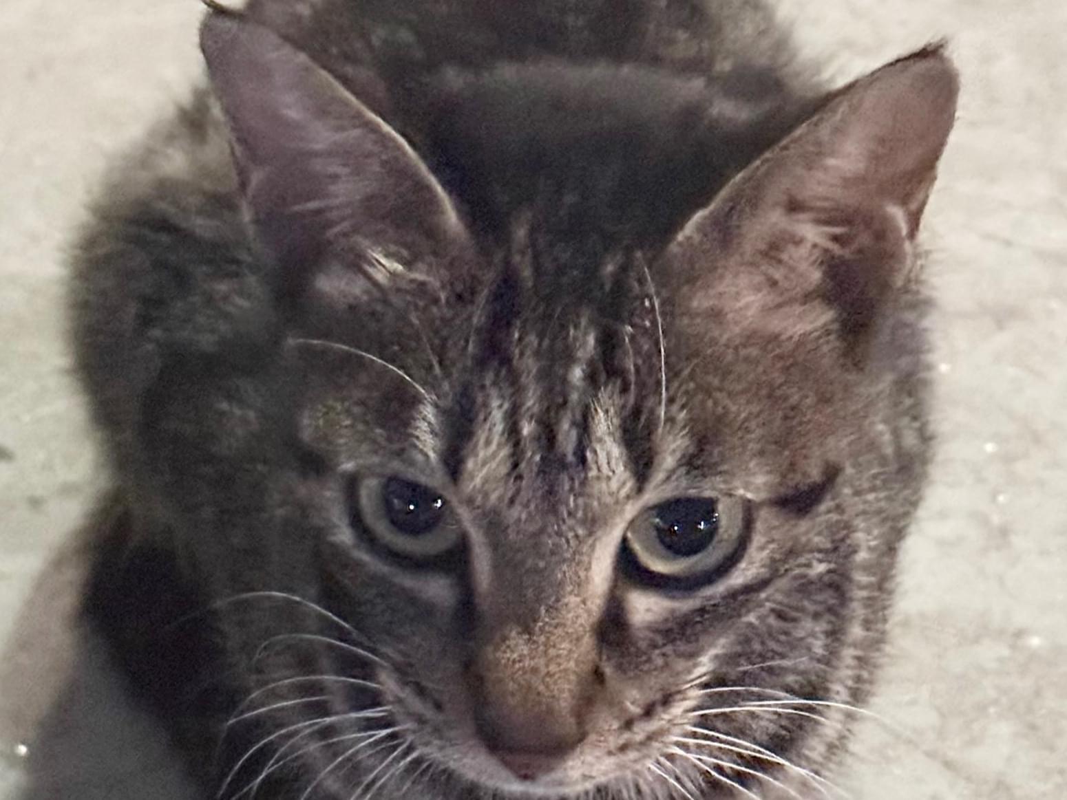 保護された猫 保護された猫