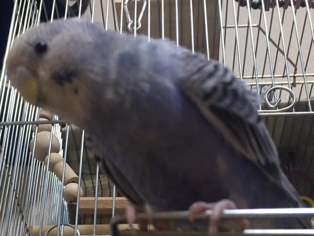 エフちゃん エフちゃん