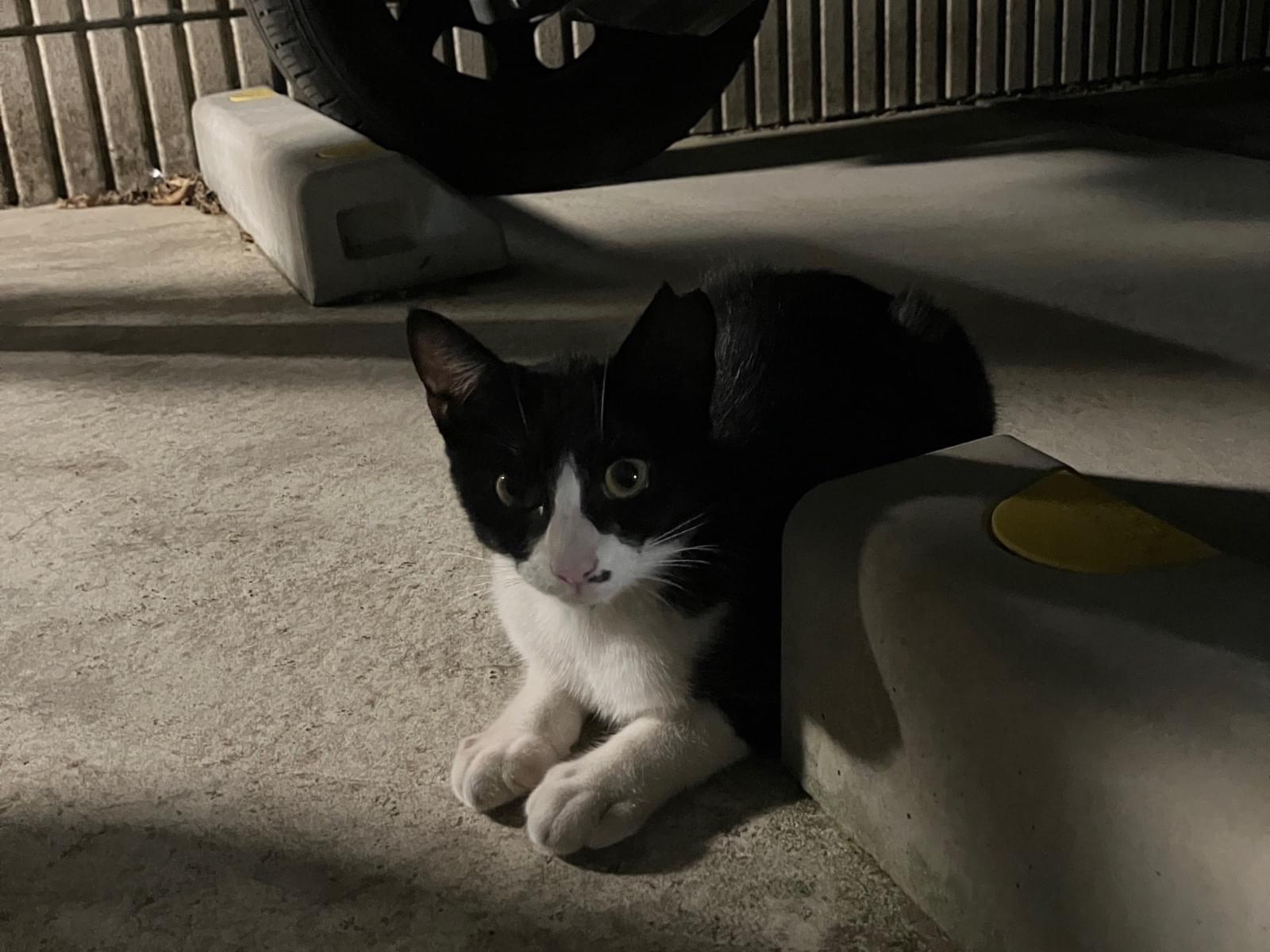 保護された猫 保護された猫