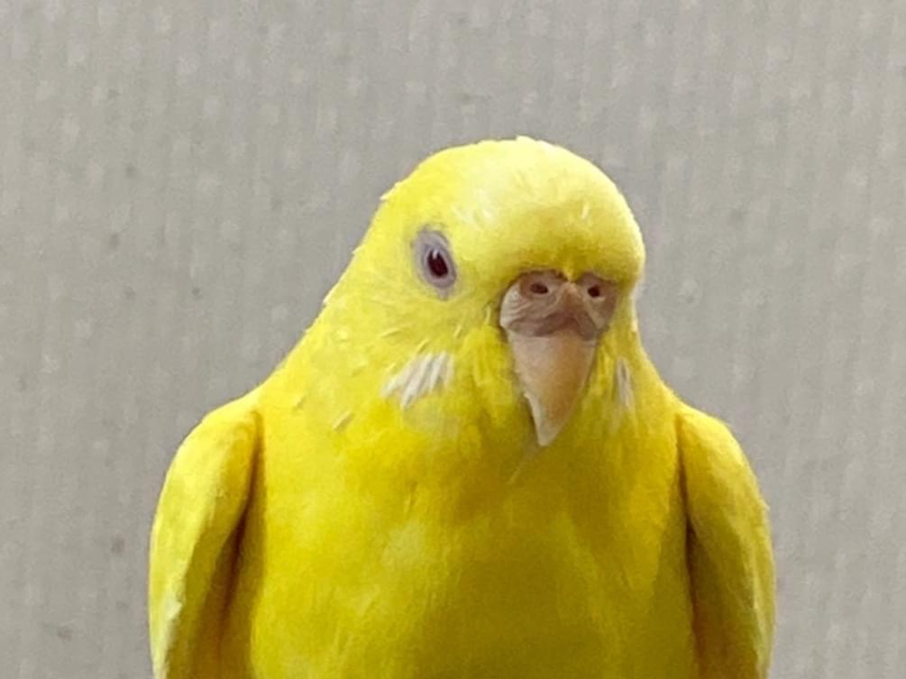 レモンちゃん レモンちゃん