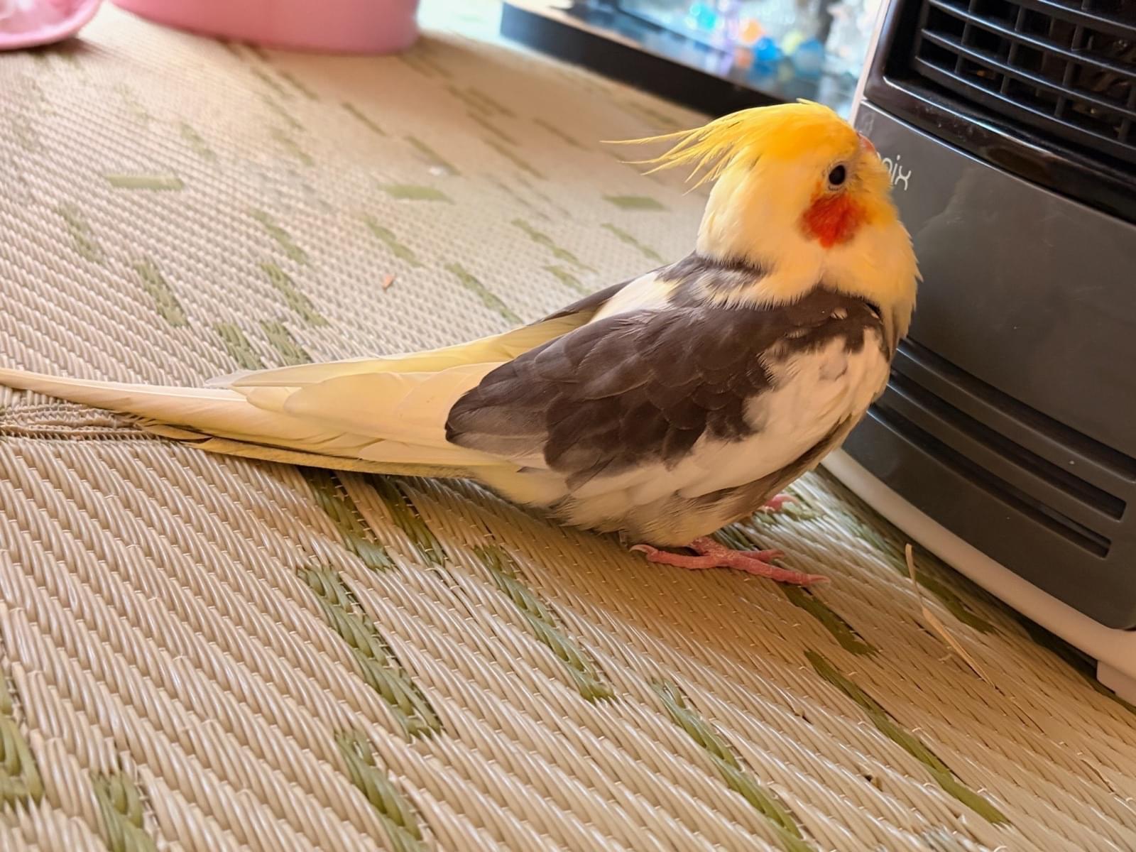 チョコちゃん チョコちゃん