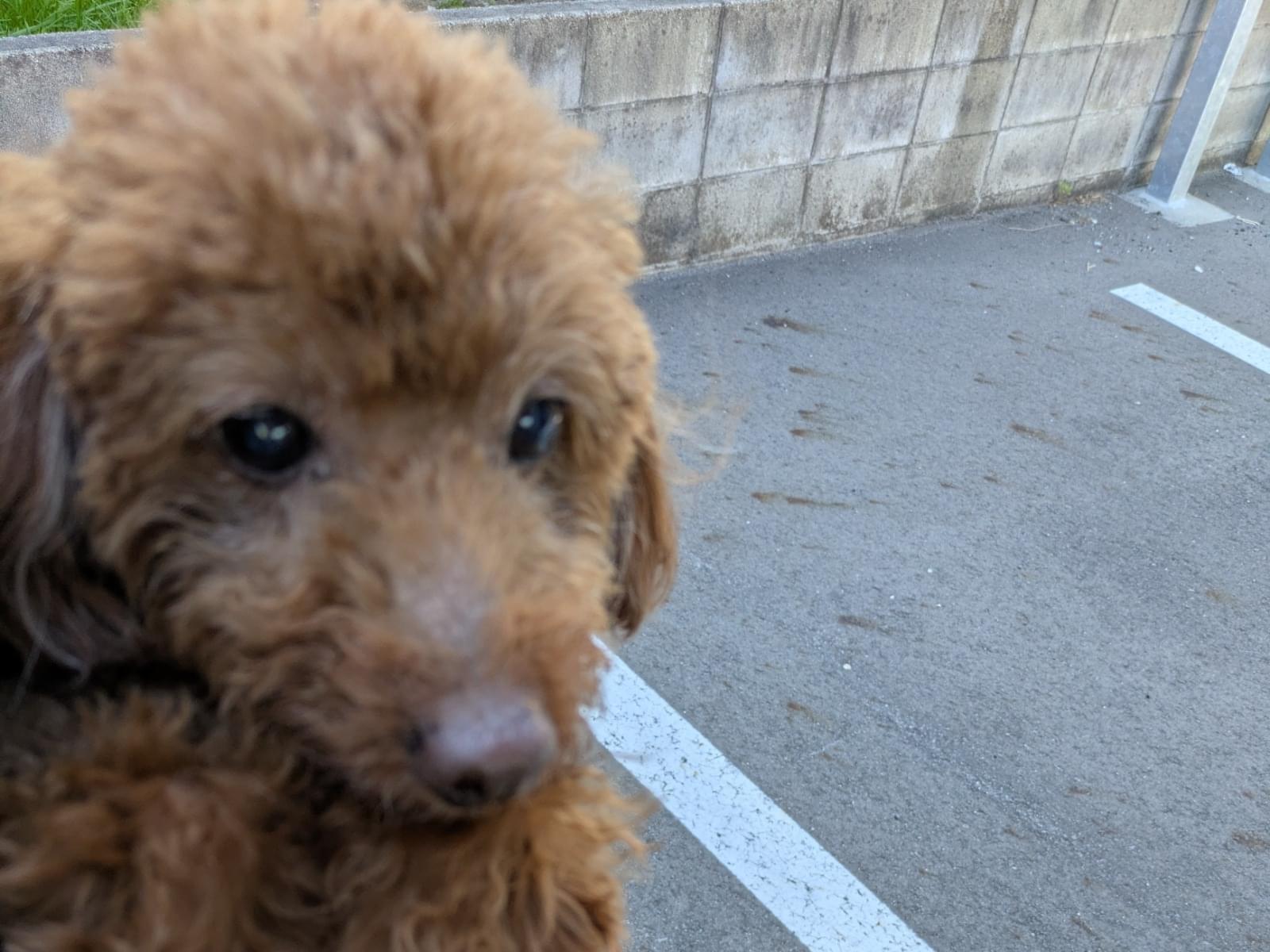 保護された犬