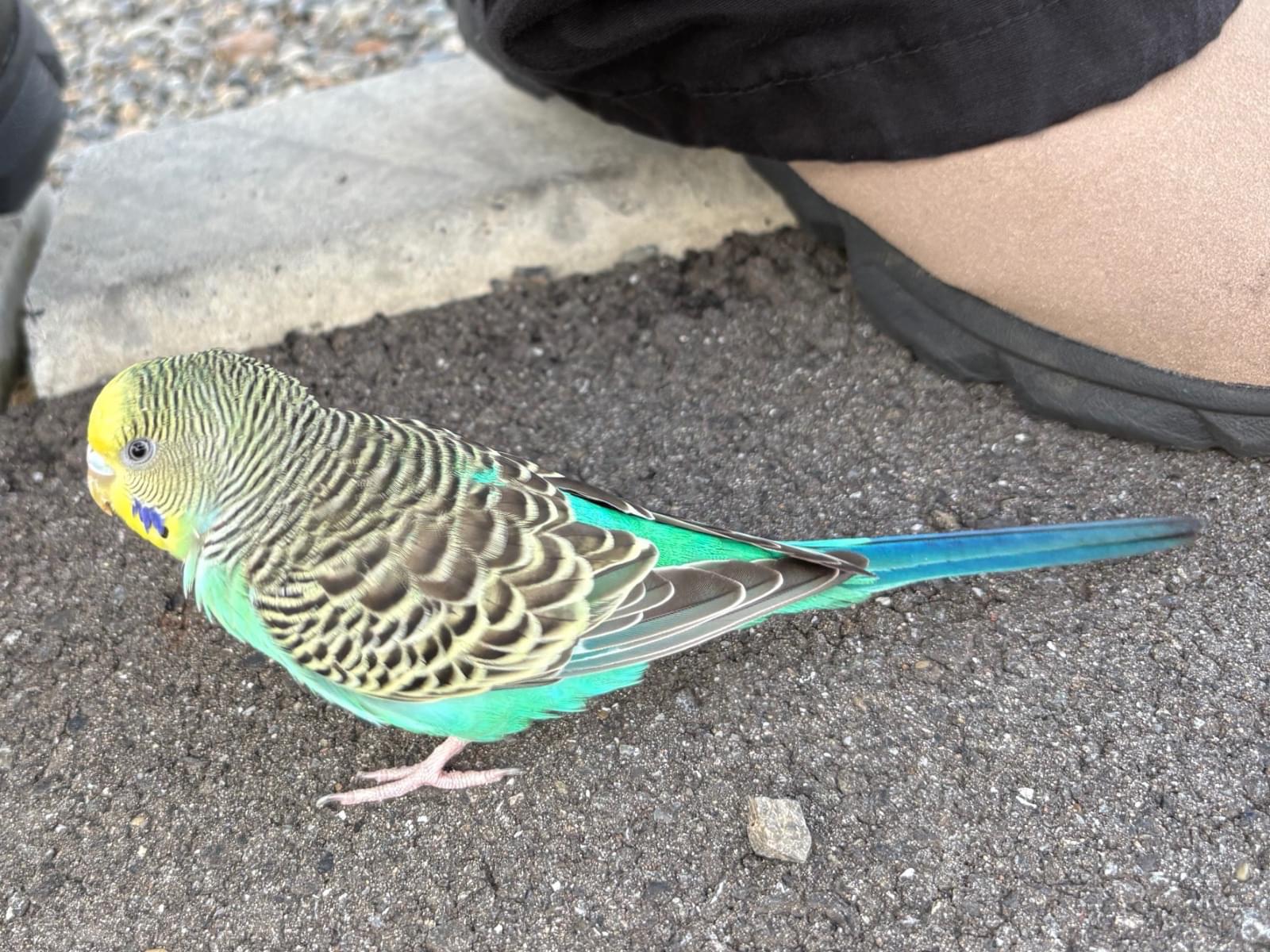 保護された鳥 保護された鳥