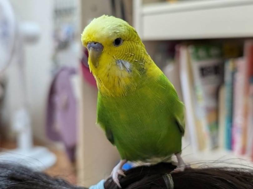 ピースケちゃん ピースケちゃん
