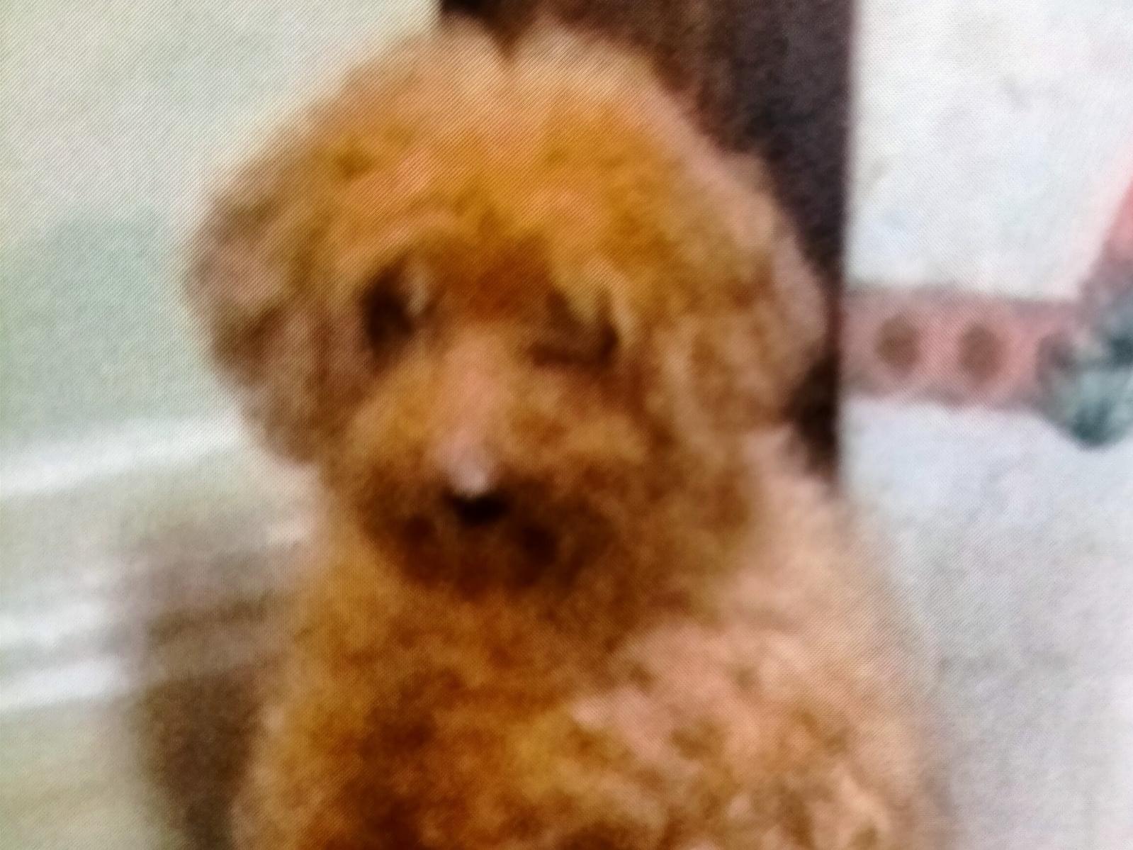目撃された犬 目撃された犬