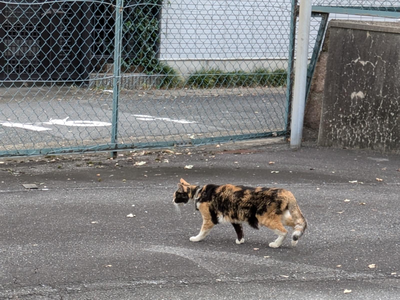 目撃された猫 目撃された猫