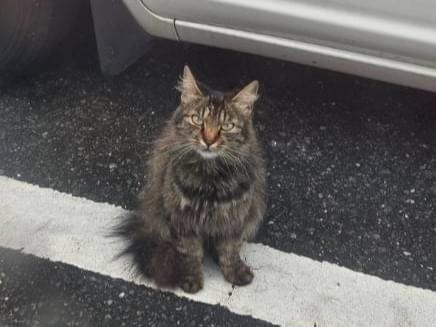 目撃された猫 目撃された猫