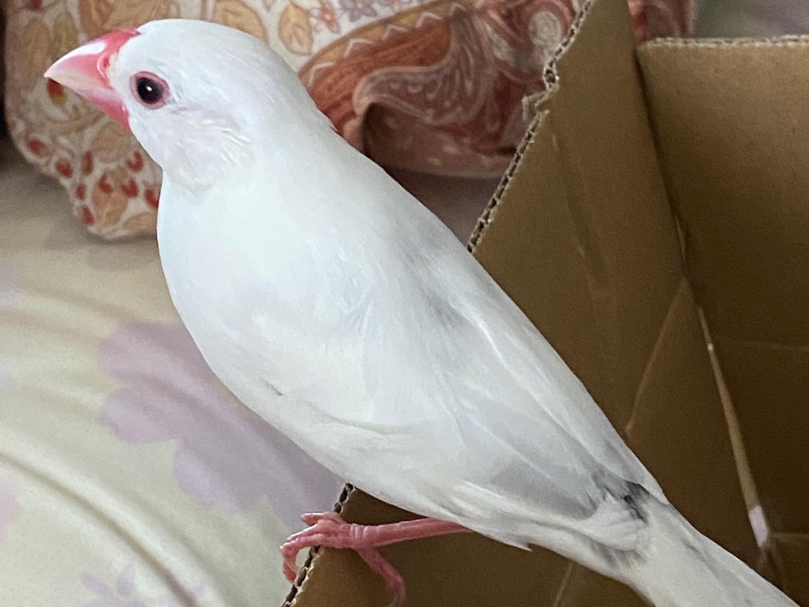 保護された鳥 保護された鳥