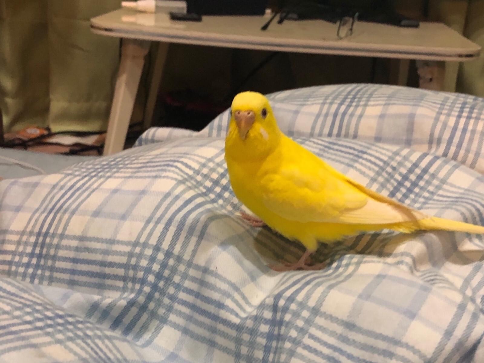 まるちゃん まるちゃん