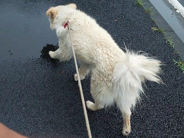 保護された犬 保護された犬