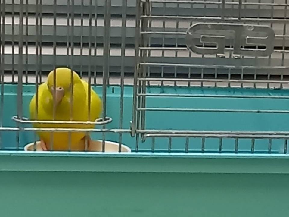 保護された鳥 保護された鳥