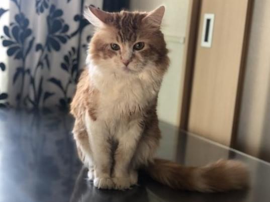 保護された猫 保護された猫