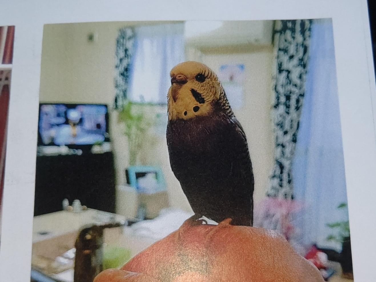 ミントちゃん ミントちゃん