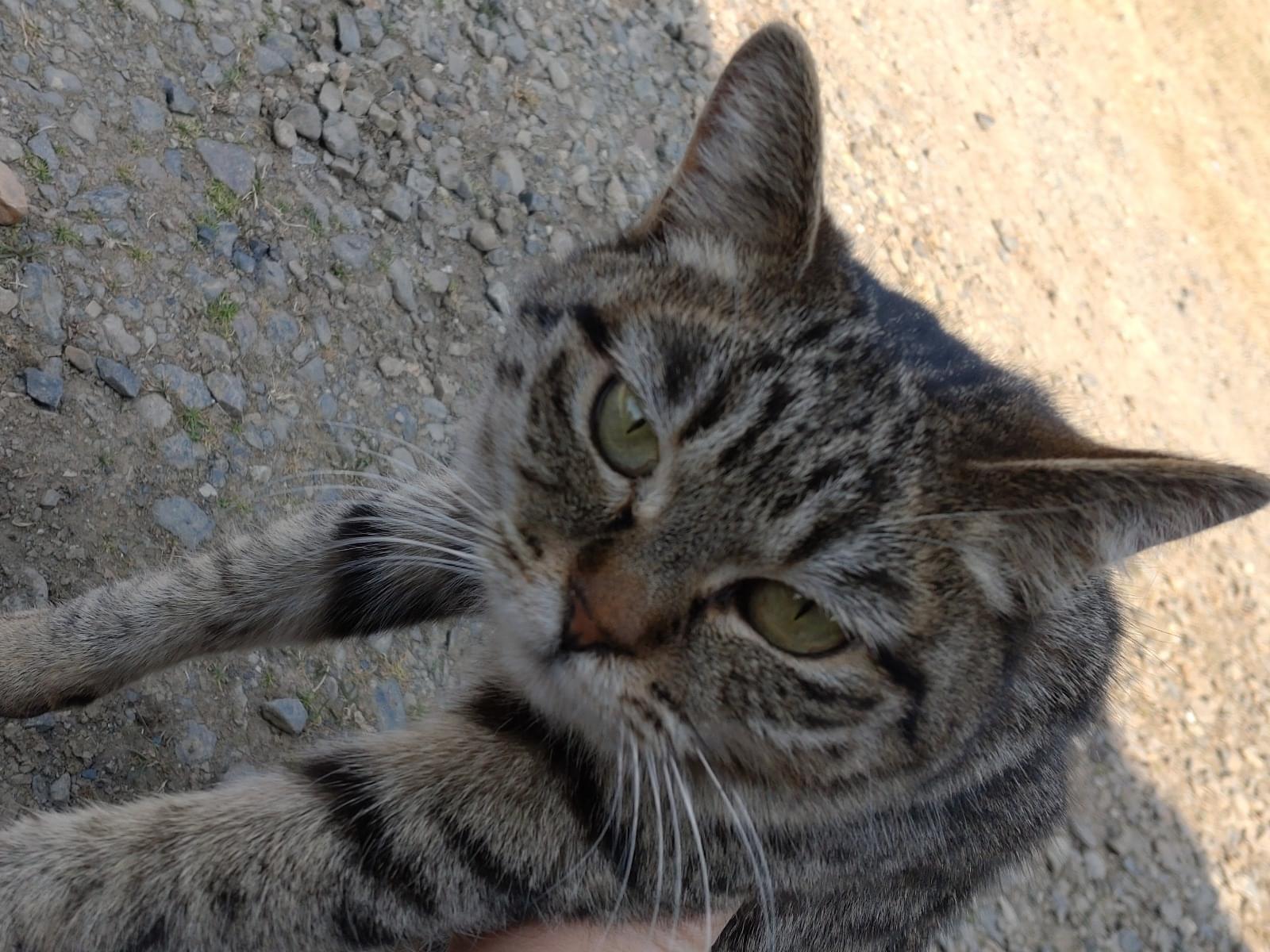 目撃された猫 目撃された猫