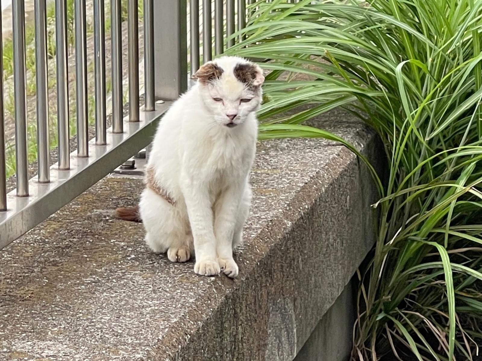 目撃された猫 目撃された猫