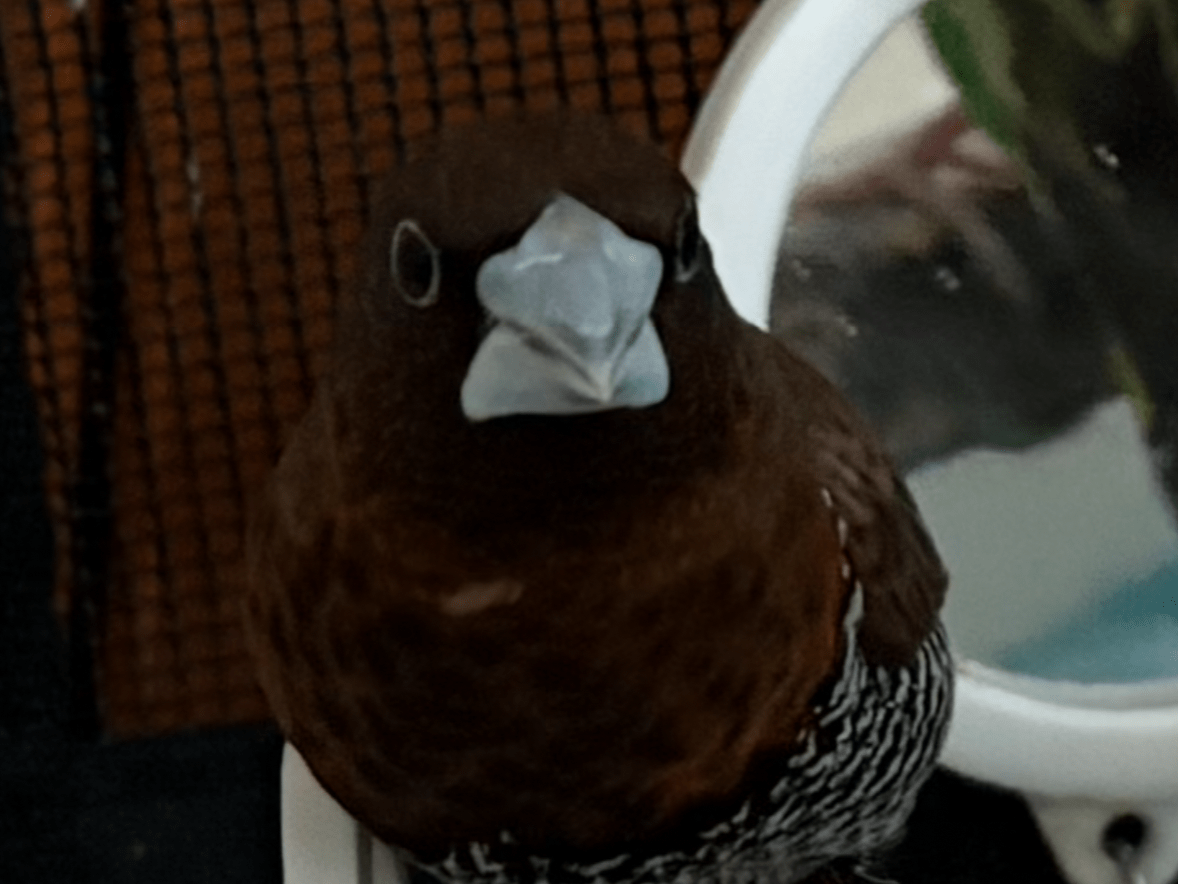 ピィちゃん