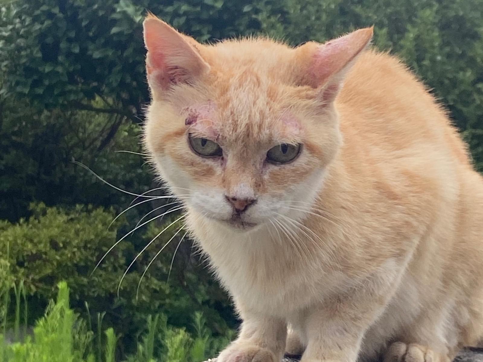 保護された猫 保護された猫