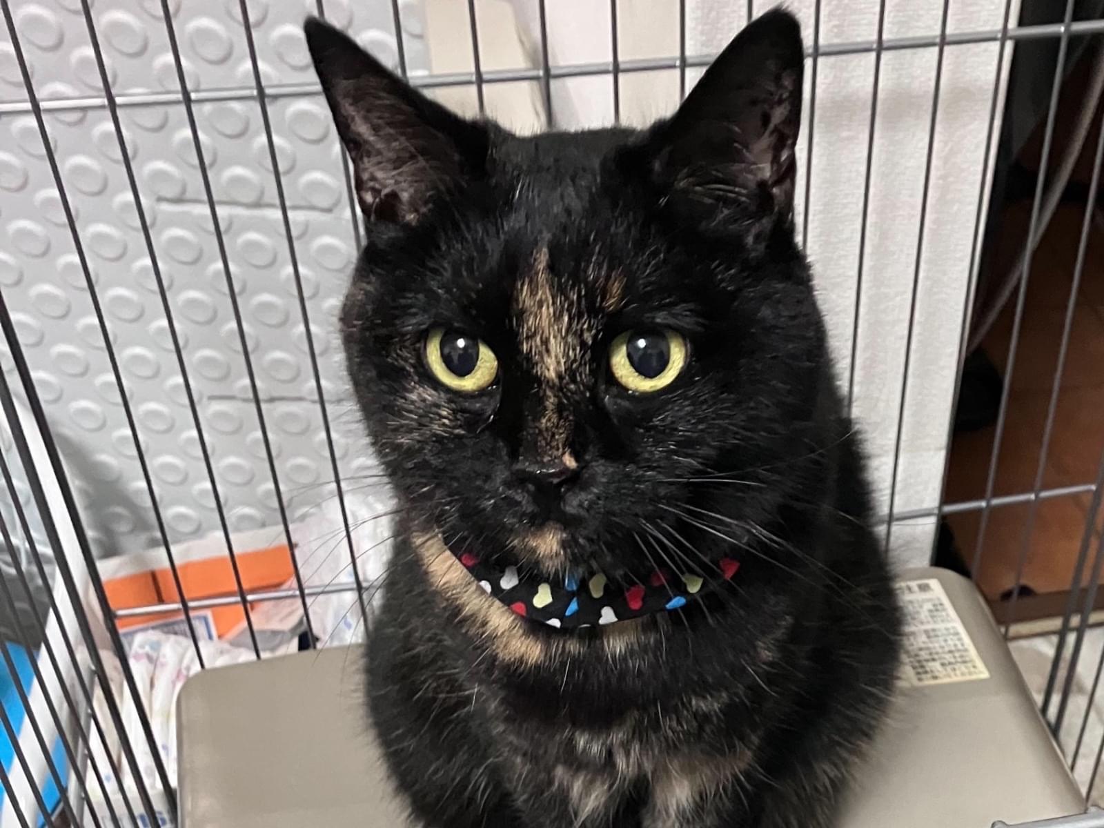 うにちゃん うにちゃん