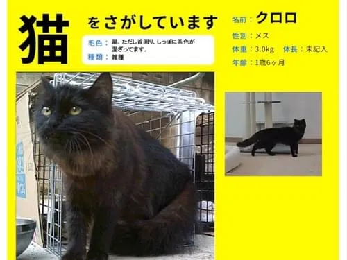 保護猫として預かっていた黒猫を探しています 家の窓から脱走し3か月が