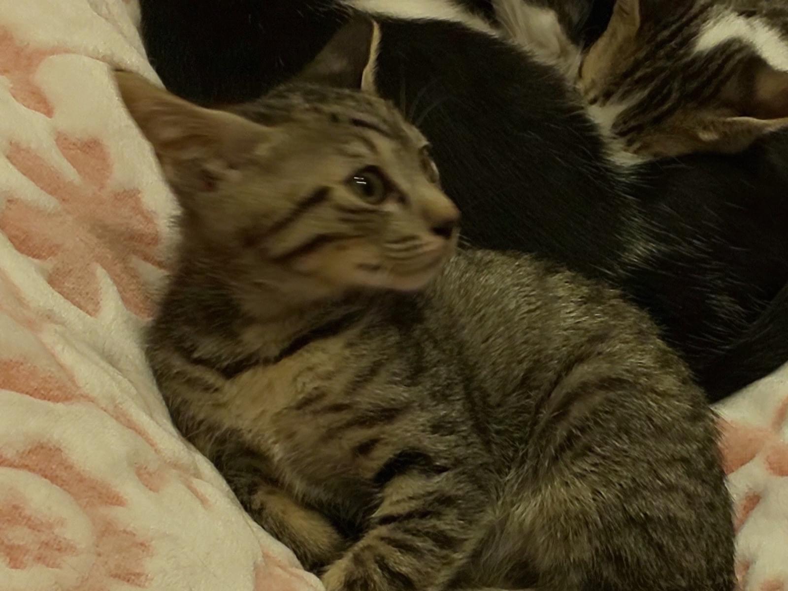 ちゃちゃまるちゃん ちゃちゃまるちゃん