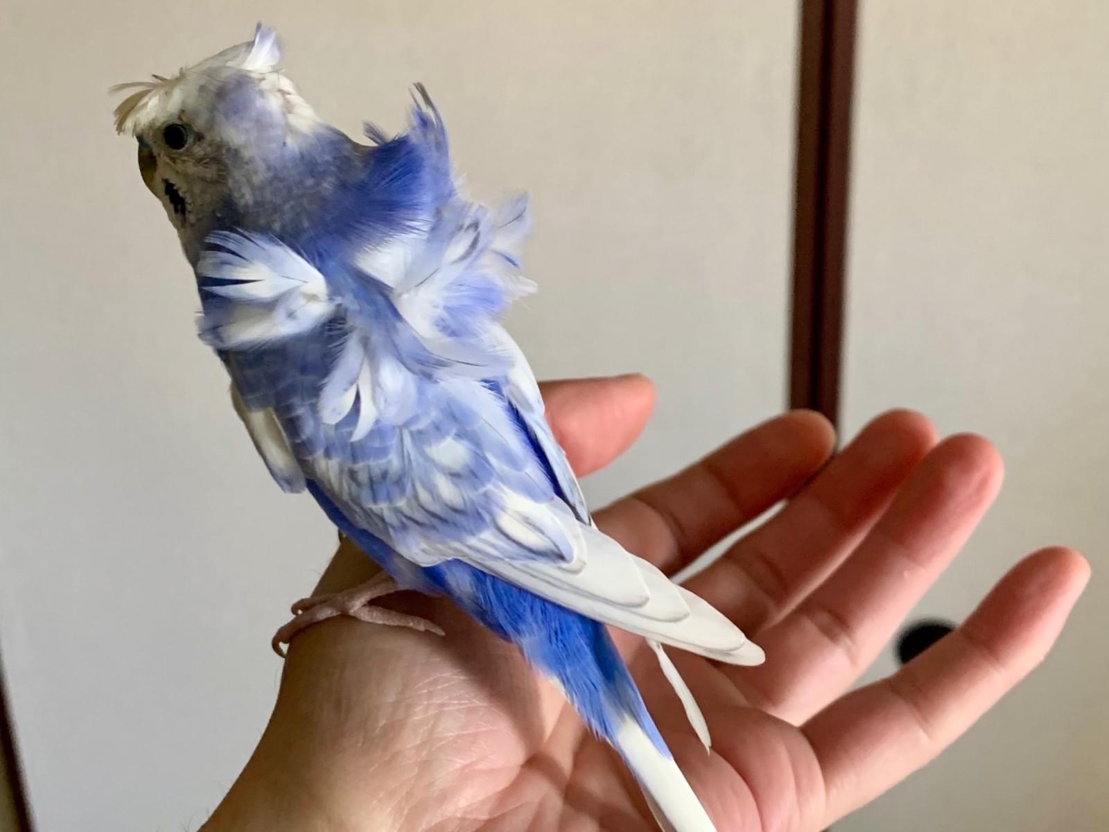 りょうくんちゃん りょうくんちゃん