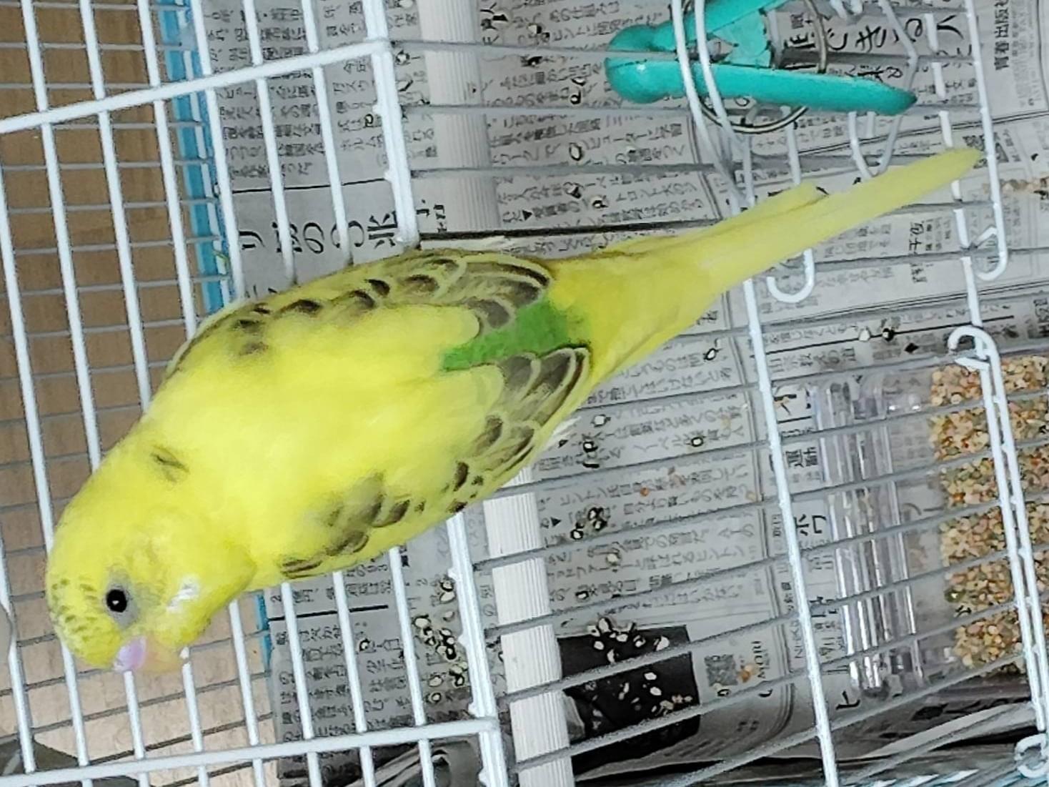 ぴーちゃん ぴーちゃん