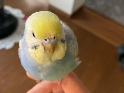 セキセイインコ迷子