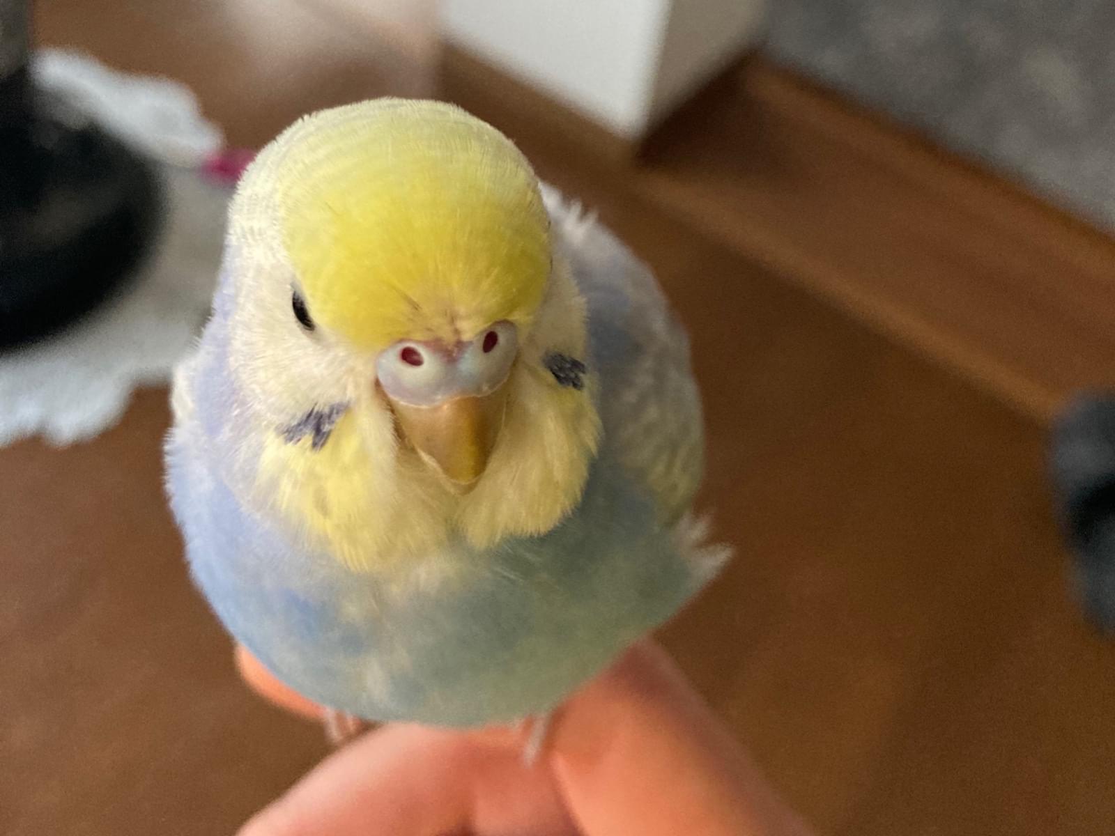 くーちゃん くーちゃん