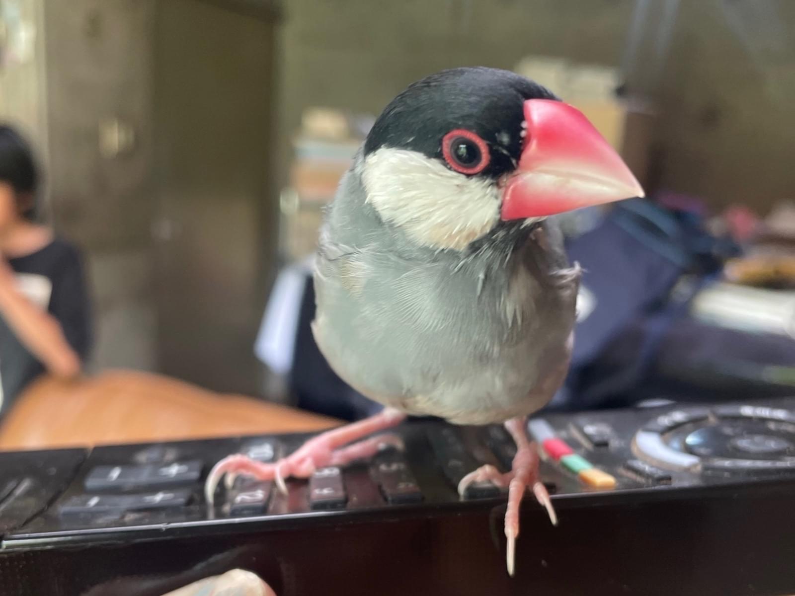 ぶんたちゃん ぶんたちゃん