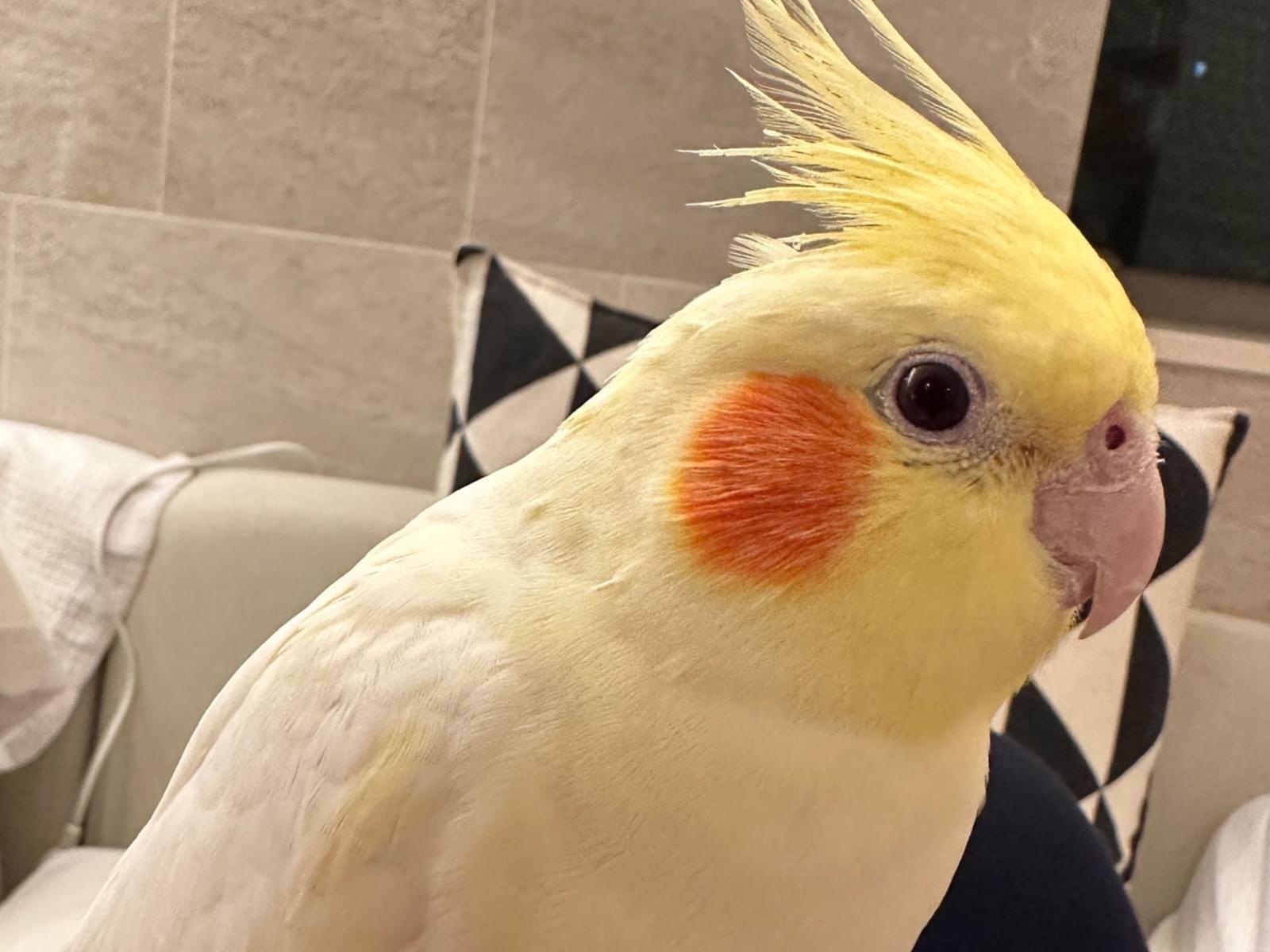 ぴーちゃん ぴーちゃん