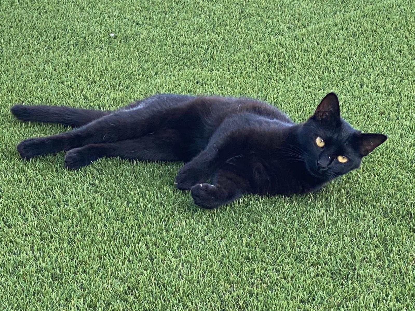 ねこちゃん