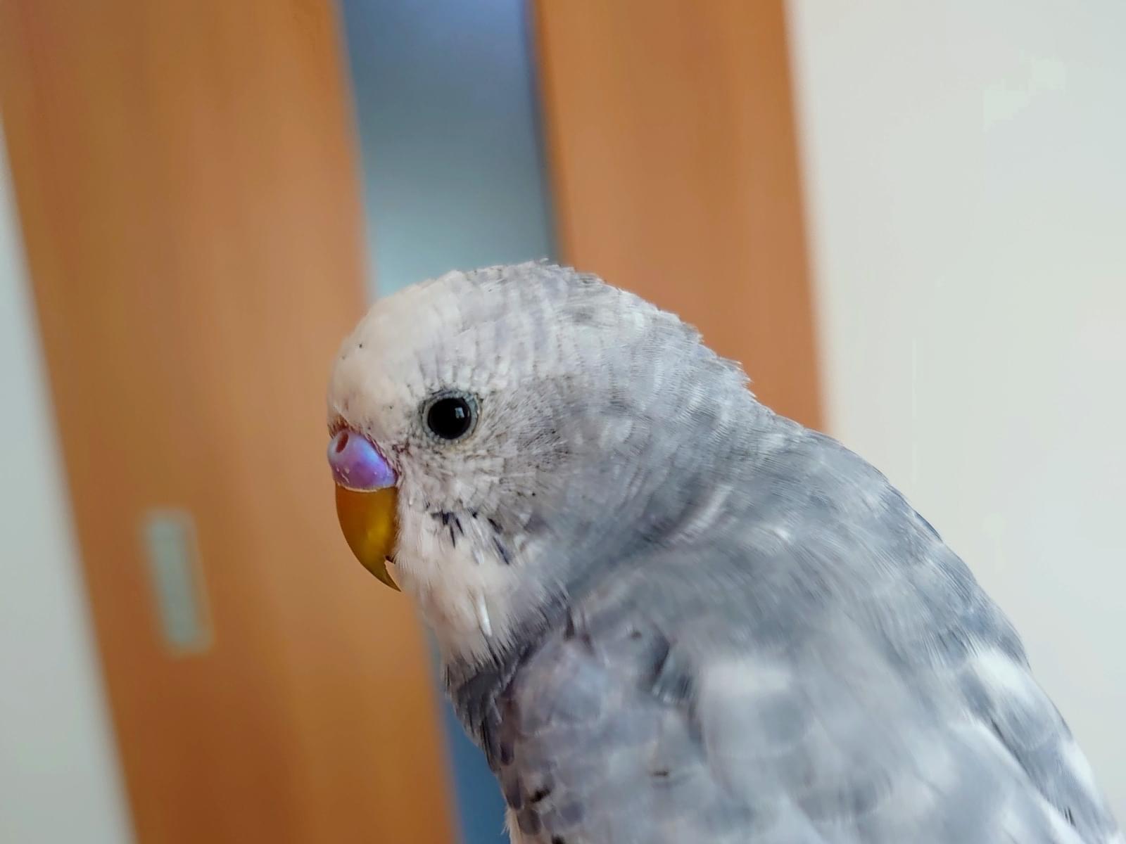はなちゃん はなちゃん