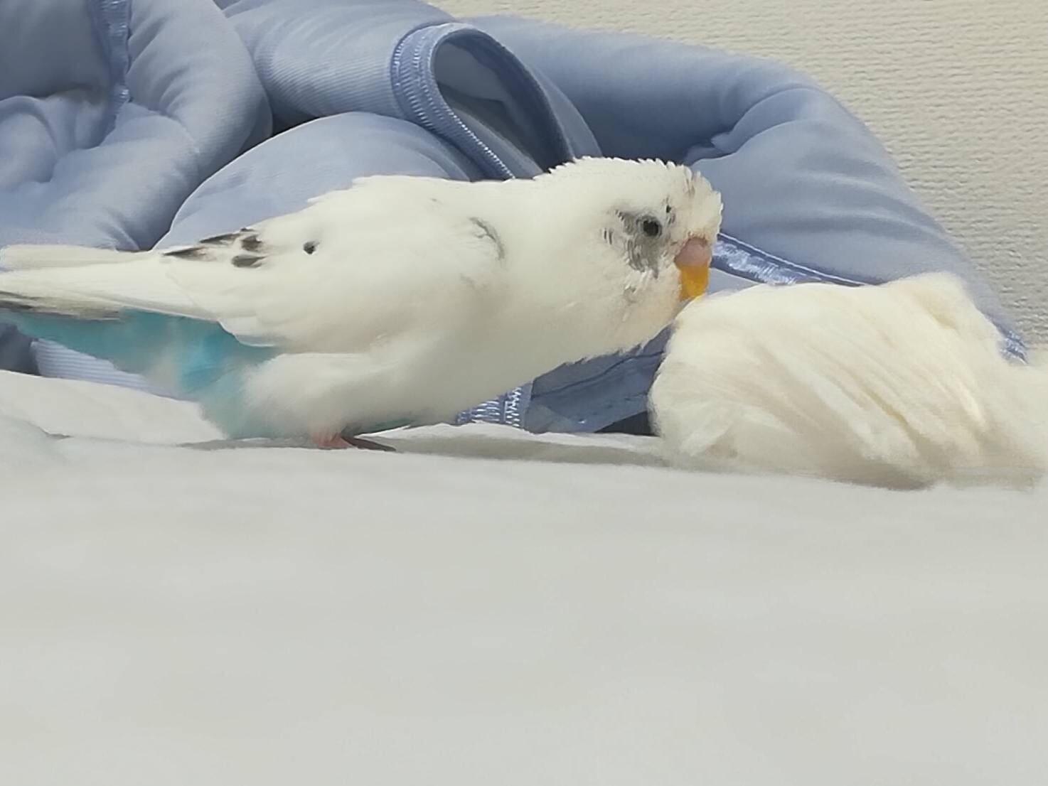 サクヤちゃん サクヤちゃん