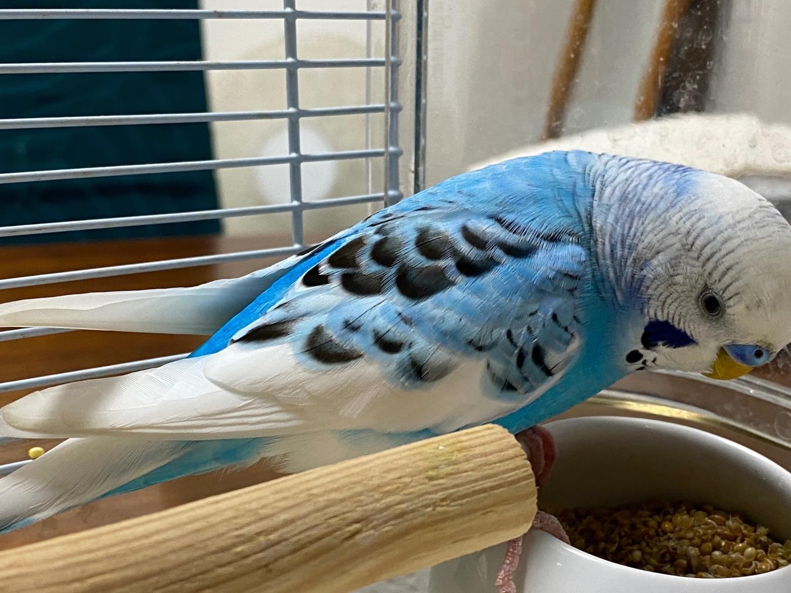 保護された鳥 保護された鳥