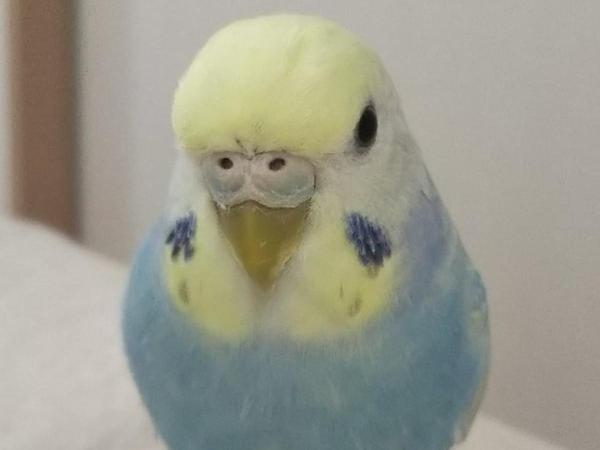 オトちゃん オトちゃん