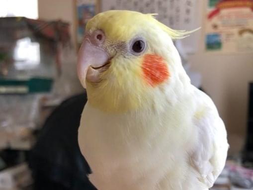 るちちゃん るちちゃん
