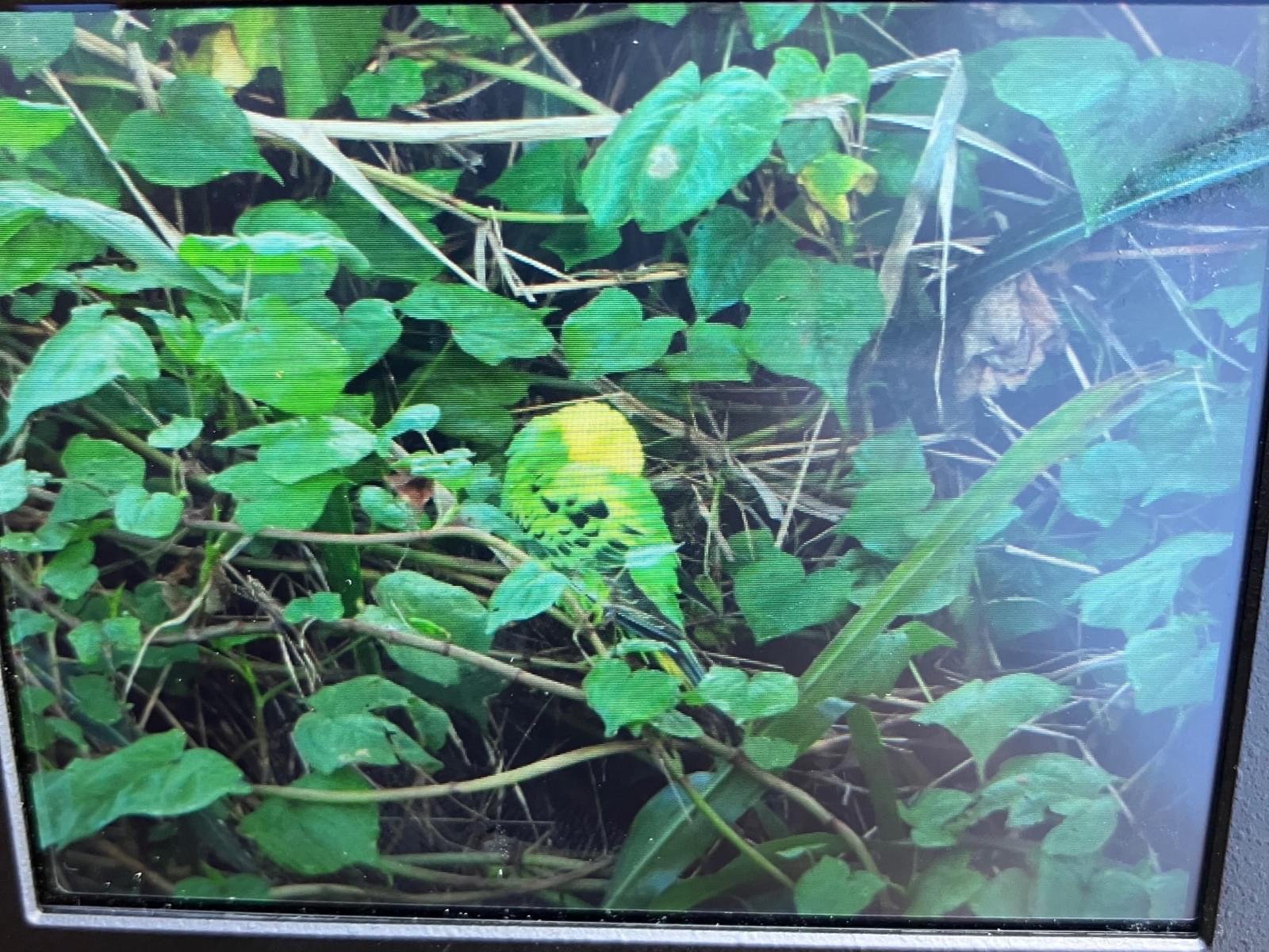 目撃された鳥 目撃された鳥