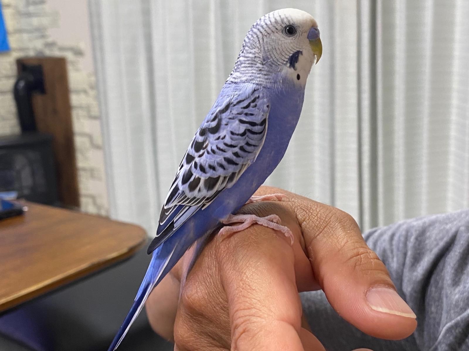 ピー太ちゃん ピー太ちゃん