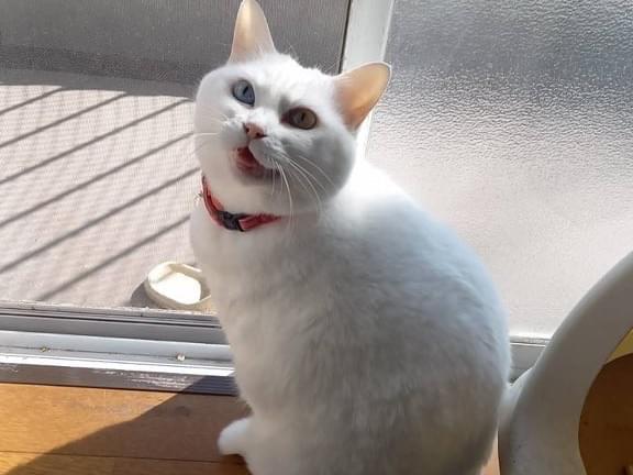 リリちゃん