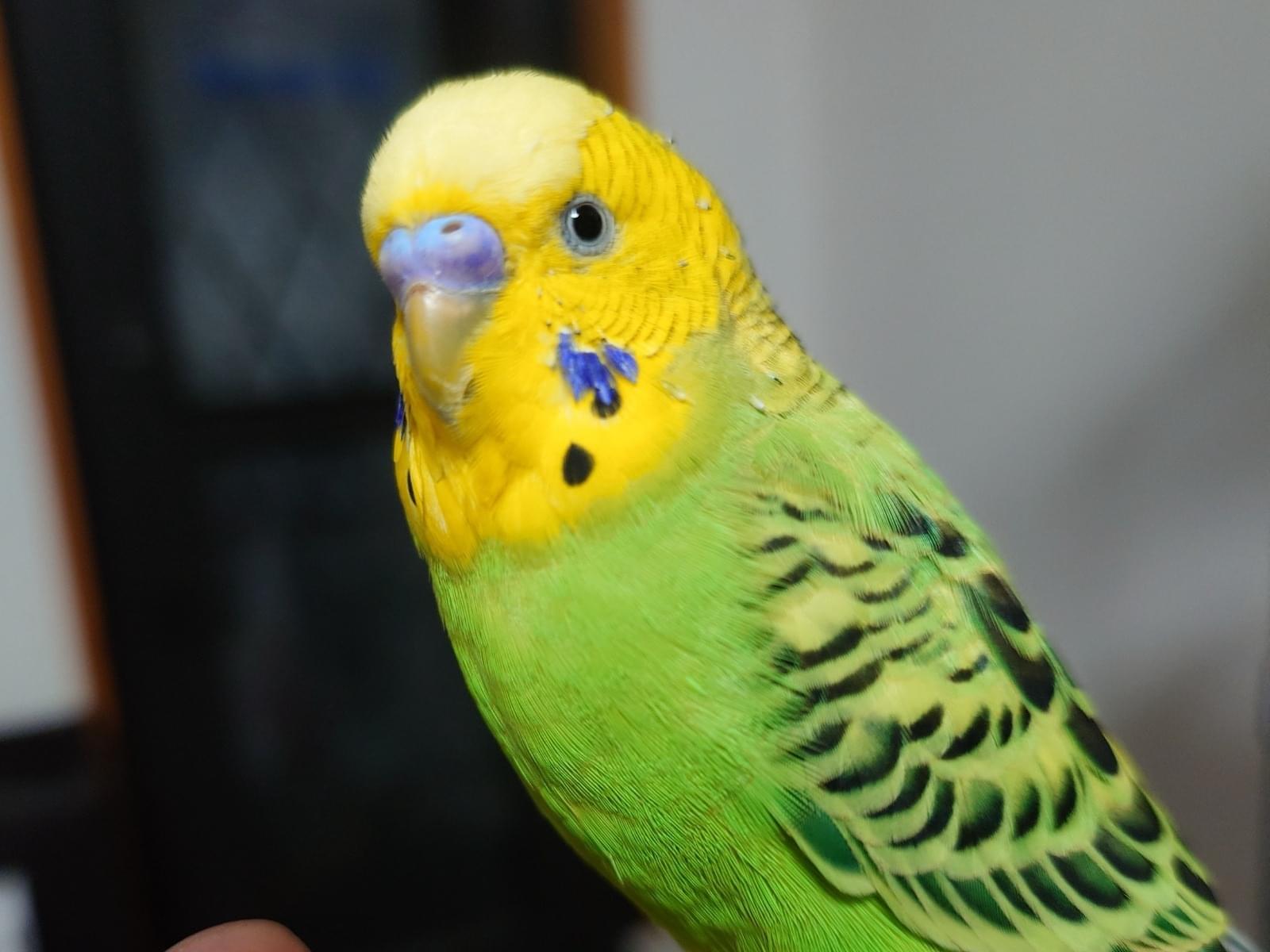 保護された鳥 保護された鳥